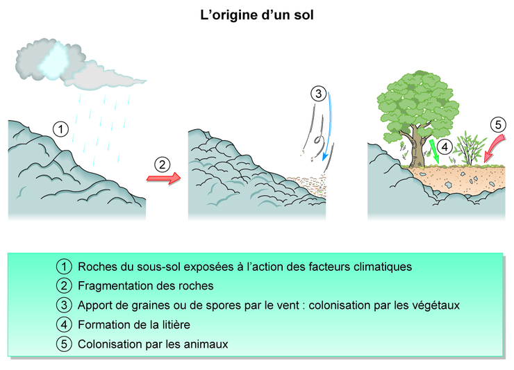 La coupe d'un sol et son interprétation - Assistance scolaire personnalisée  et gratuite - ASP