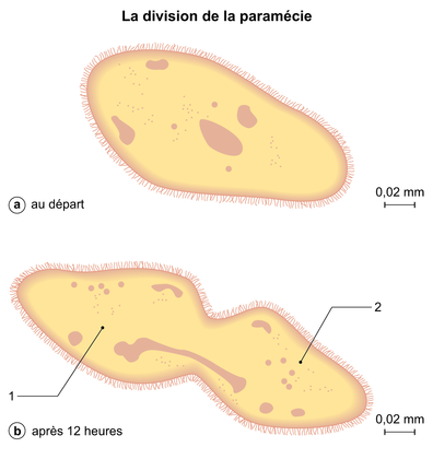La division de la paramécie - illustration 1