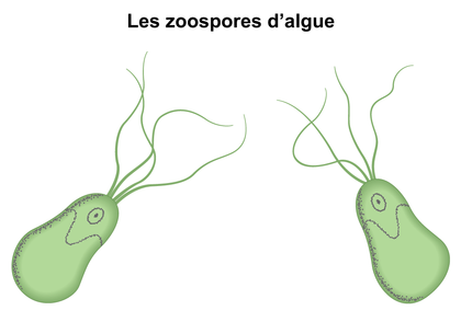 Les zoospores d'algue - illustration 1