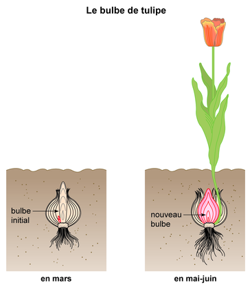 Le bulbe de tulipe - illustration 1