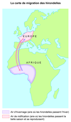 La carte de migration des hirondelles - illustration 1