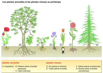 Les plantes annuelles et les plantes vivaces au printemps - illustration 1