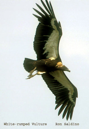 Le vautour chaugoun, espèce en voie de disparition en Inde