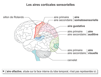 Les aires corticales sensorielles - illustration 1