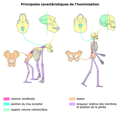 Les principales caractéristiques de l'hominisation - illustration 1