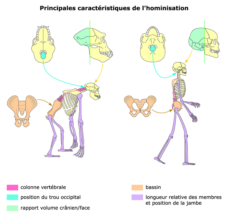 Les principales caractéristiques de l'hominisation - illustration 1