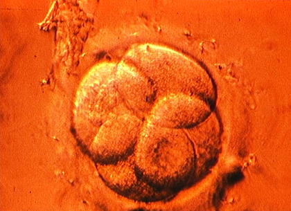 Embryon au stade quatre cellules - illustration 1
