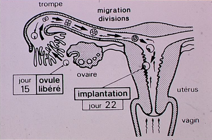 Ovulation, fécondation et implantation - illustration 1