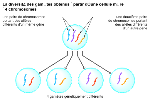 Rencontre cenon