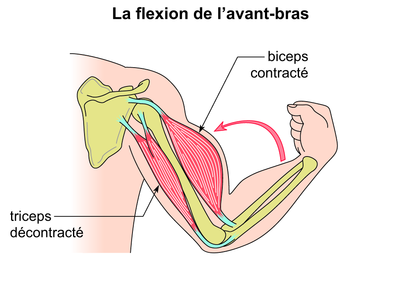 La flexion de l'avant-bras - illustration 1