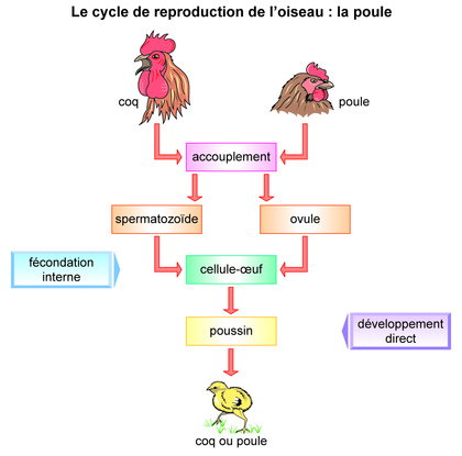 Le cycle de reproduction de la poule - illustration 1