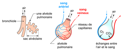 Les échanges gazeux dans une alvéole pulmonaire - illustration 1