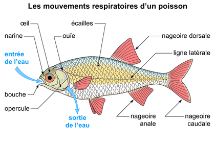 Les mouvements respiratoires d'un poisson - illustration 1