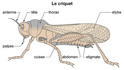 Le criquet - illustration 1