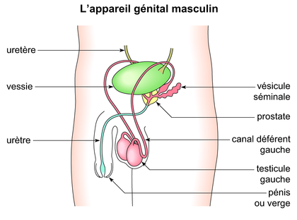 L'appareil génital masculin - illustration 1