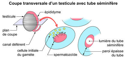 Coupe transversale d'un tube séminifère d'un testicule - illustration 1