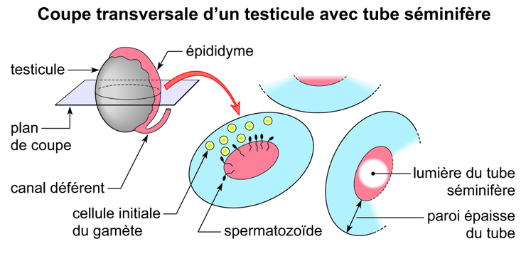 A Quoi Equivaut Un Coup Dans Les Testicules