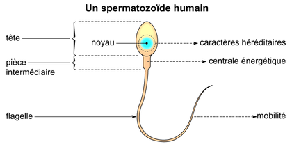 Un spermatozoïde humain - illustration 1