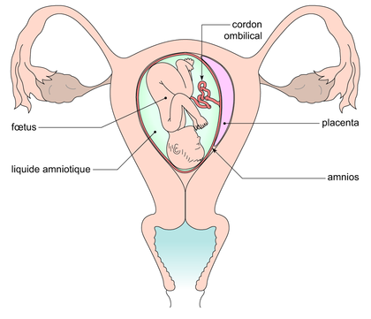 Représentation d'un foetus humain de 8 mois dans l'utérus - illustration 1