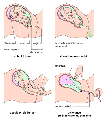Les étapes d'une naissance - illustration 1