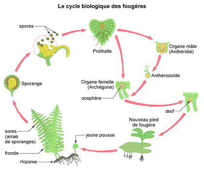 Le cycle biologique des fougères - illustration 1
