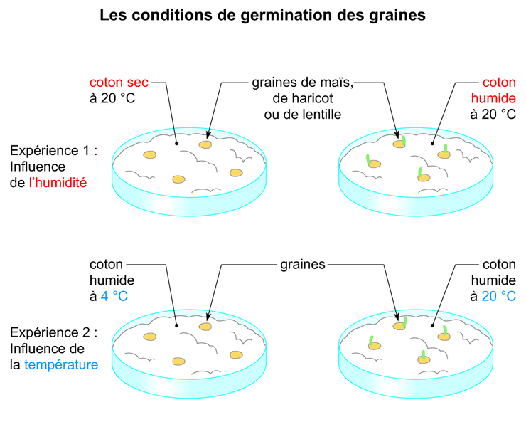 Tp conditions de germination des graines