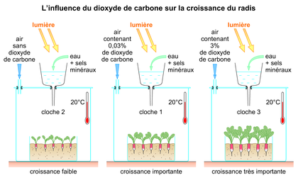 L'influence du dioxyde de carbone sur la croissance du radis - illustration 1