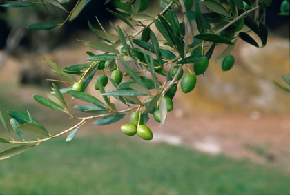La récolte des olives