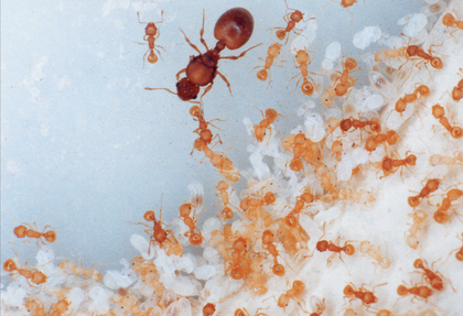 La reproduction de la fourmi Cataglyphis cursor