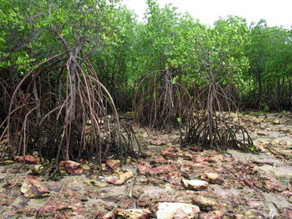 Le rôle de l'homme dans la destruction des mangroves