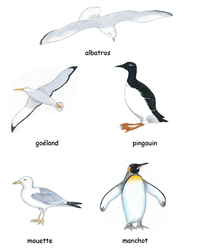 Les oiseaux marins - illustration 1