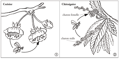 Le rôle des insectes dans la pollinisation - illustration 1