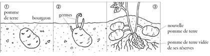La reproduction des plantes à tubercules - illustration 1