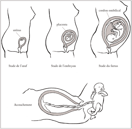 Le développement de l'oeuf pendant la grossesse - illustration 1