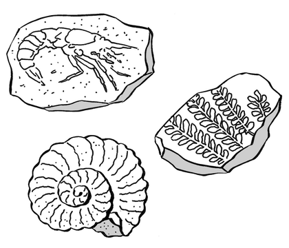 Quelques fossiles - illustration 1
