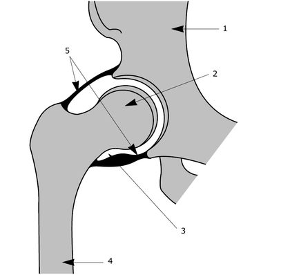 Les ligaments - illustration 1