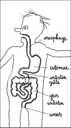 L'appareil digestif de l'homme - illustration 1