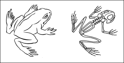 Le squelette de la grenouille - illustration 1