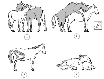 La reproduction des chevaux - illustration 1