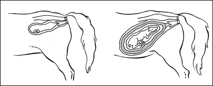 Le développement d'un embryon de poulain - illustration 1