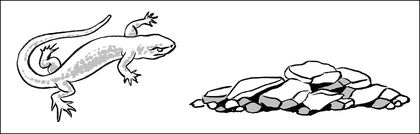 L'hibernation de la salamandre - illustration 1