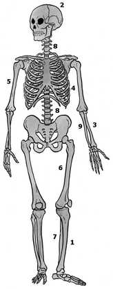 Le squelette, charpente du corps - illustration 1