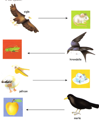 Les régimes alimentaires des oiseaux - illustration 1
