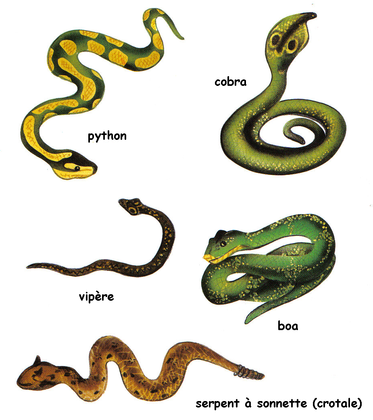 Quelques serpents - illustration 1