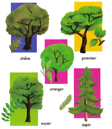 Quelques arbres - illustration 1
