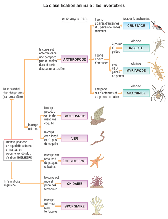 Résultat de recherche d'images pour "classement animaux groupe embranchement"