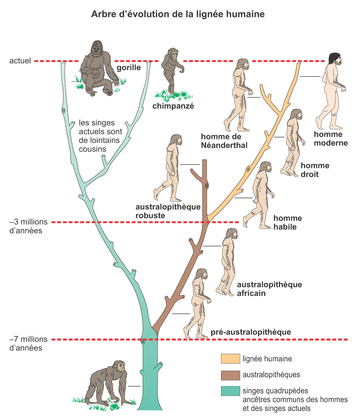 Arbre d'évolution de la lignée humaine - illustration 1