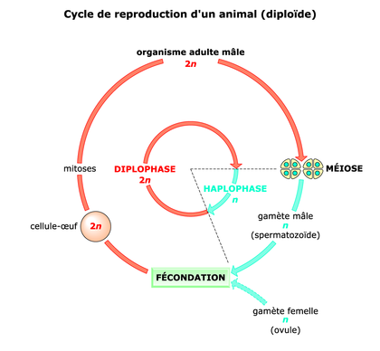 Le cycle de reproduction d'un animal diploïde - illustration 1
