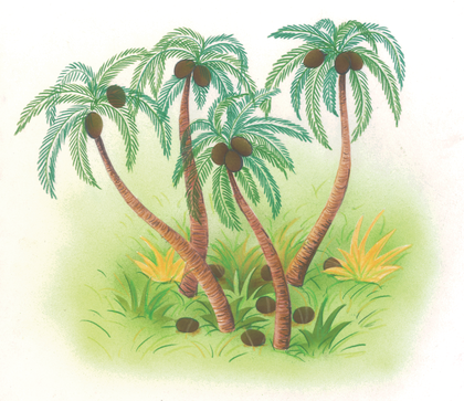 La culture du cocotier - illustration 1