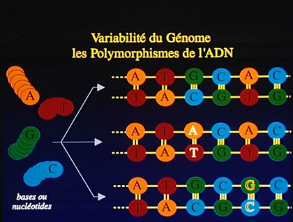Variabilité du génome - illustration 1
